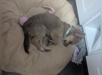 Chihuahua Rüden