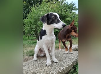 Zazu, kleiner Kerl mit großen Potential