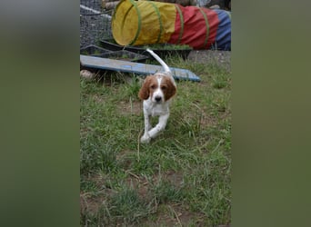 Alard – Irish Red and White Setter Rüde mit Power & Charme