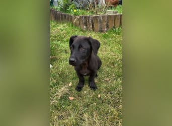 Leon, bereits auf PS in DE, sucht ein tolles Zuhause!