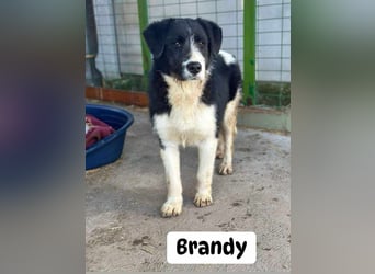 Brandy, 22.09.2024 geboren sucht sein Plätzchen