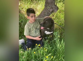 Giona – ein Hund und Gentleman!