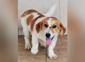 Muffin sucht ein Kuschel-Zuhause!