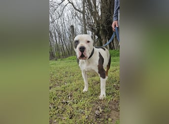 Bruce-DG, sanfter Dickkopf sucht warmes Zuhause!