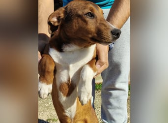 Hundekind JAX sucht seine Herzensmenschen