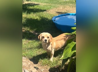 DOLLY - ich bin noch etwas zurückhaltend und suche ein liebevolles, geduldiges Zuhause