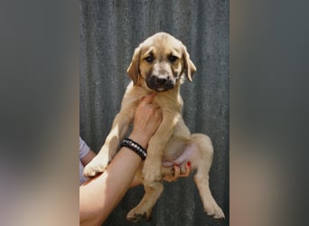 Ronja- Kulleraugen auf vier Pfoten