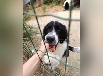 Nilo : “ Wann geht’s los mit dem Familienhundedasein?“