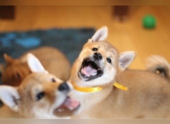 Schöne rote Shiba inu Welpen MEI, MIKA, MASARU mit FCI dokumenten
