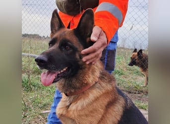 Unsere Schäferhunddame Astra