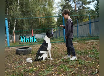 Vintik 08/2021 (RUS) - lebensfroher, intelligenter und sportlicher Rüde!