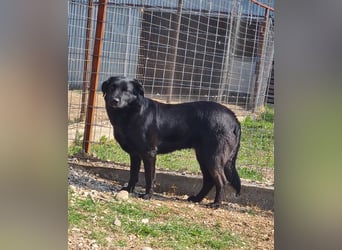 Hulla  - wunderschöne Hundedame sucht ihre Glücksfamilie