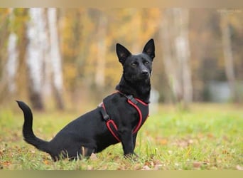 Sozialer Chester sucht seine Menschen