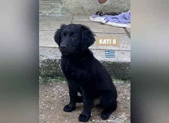 Kati,geb,02/25,hübsches Labrador Mix Mädchen sucht ihre Familie