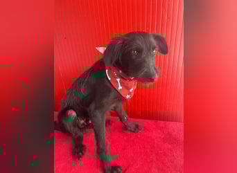 Pedro, Schnauzer-Mix, Rüde, geb. am 02.01.2025, ca. 40 cm, 10 kg