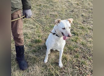 Mirko, geb. 15.10.2021, 61 cm, sucht seine Menschen