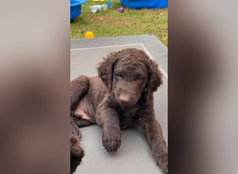 Curly Coated Retriever – braune Rüden (8 Wochen) aus dem Zwinger Cornrow