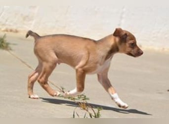 Galão, ein zarter Hundejunge, der Schutz und Geborgenheit sucht