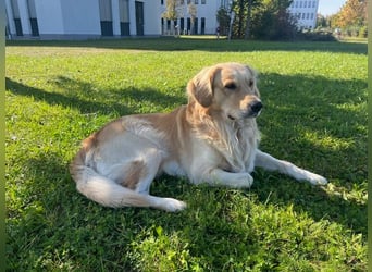Golden Retriever Deckrüde