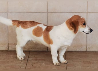 Muffin sucht ein Kuschel-Zuhause!