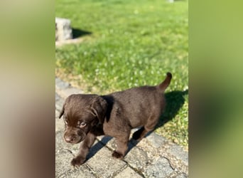 Zuckersüße Reinrassige Labrador Welpen suchen liebevolles Zuhause!