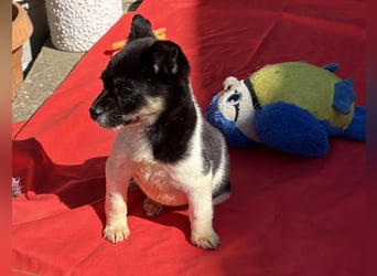 Vera, kleines Hundekind sucht ein Zuhause