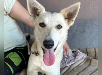 Vera ❤️ menschenbezogene Husky-Dame