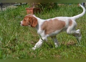 Feuerkopf - Irish Red and White Setter
