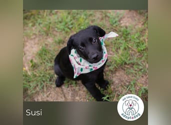 Susi: Hundekind sucht ein Zuhause