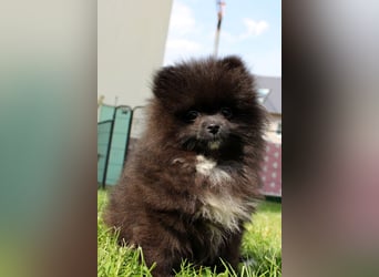 Zwergspitz Pomeranian Welpen in verschiedenen Farben mit Papieren