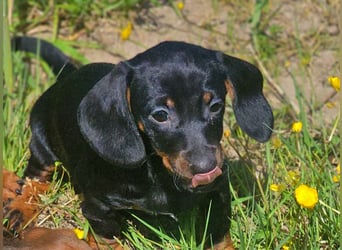 Wunderschöne Dackel Welpen