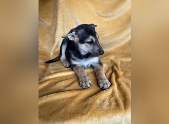 GAMA, ca. Mai 2025 geboren, Schäferhund-Mischling