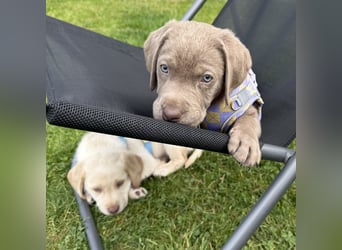 Labrador Welpen reinrassig Rüde Silber NRW Düsseldorf Köln Kleinanzeige