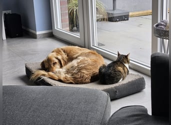 Golden Retriever Mischlings-Rüde Fridolin sucht ein Zuhause