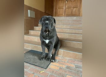 Cane Corso grau  welpen hündin Graue Hündin mit Züchtergarantie EUCH WCh-Linie zu verkaufen