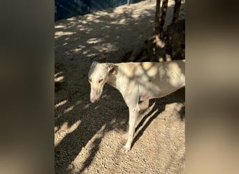 Invierno, ein toller Galgo Bub