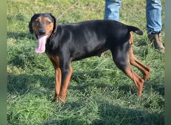 NOTFALL - „Lena“, hält den Stress im Tierheim nicht aus. Ca. 2022 geb. Weint ganz doll im Zwinger