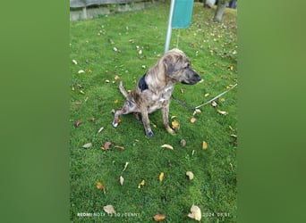 2 bildhübsche Labrador/Australian Shepherd- Harzer Fuchs Mix Mädels