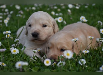 süße reinrassige Goldenretriever Welpen geboren