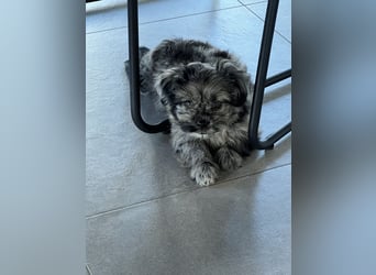 Maltipoo - Welpen - Rüden und Hündin