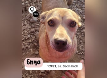 Anfängerhündin ENYA sucht ihr zu Hause