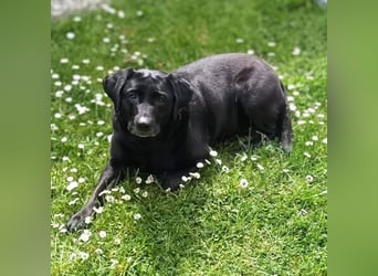 Laika - neugierig,verspielt&verschmust