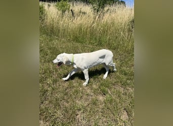 Welpen Akbas Schäferhund