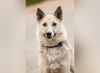 Sanfte Tika sucht liebevolles Zuhause