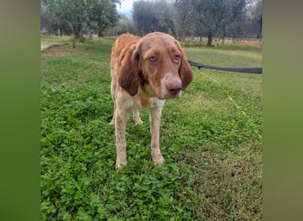 Baby - die sanfte Kämpferin liebt Kinder, Hunde , Katzen und ein warmes Körbchen