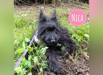 Nica eine zarte Mimose