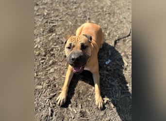 Moncho sucht Pflege- oder Endstelle