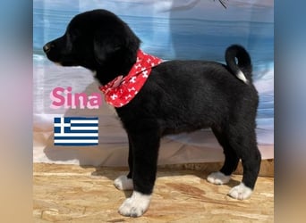Sina,geb.02/25,liebes Hundemädchen sucht ihre Familie