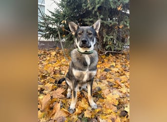 Mutiger RICHARD ist ein idealer Hund für eine Familie