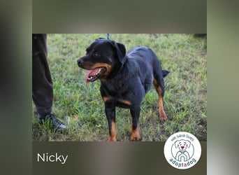 Nicky – starke Hündin sucht Partner fürs Leben